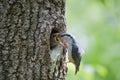 Bird feeds nestling from beak to beak. Nuthatch feeds nestling by caterpillar. Wild nature scene of spring forest life