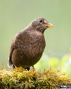 Bird - female Blackbird Turdus pilaris on the forest puddle amazing warm light sunset sundown