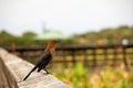 Bird: Female Boat-tailed Grackle Royalty Free Stock Photo