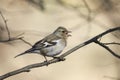 The bird is a female Chaffinch singing in the forest in spring