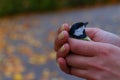 bird in female hands Royalty Free Stock Photo