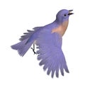 Bird Female Western Bluebird. 3D rendering with