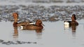 Bird, Ferruginous Duck Aythya nyroca