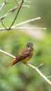 Bird (Ferruginous Flycatcher) in nature wild