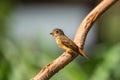 Bird (Ferruginous Flycatcher) in nature wild