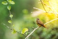 Bird (Ferruginous Flycatcher) in nature wild