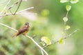 Bird (Ferruginous Flycatcher) in nature wild