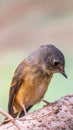 Bird (Ferruginous Flycatcher) in nature wild