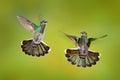 Bird fight. Flying female hummingbird White-necked Jacobin, Florisuga mellivora, from Costa Rica, clear green background. Action