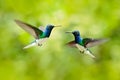 Bird fight, hummingbird. Flying blue and white hummingbird White-necked Jacobin, Florisuga mellivora, from Colombia, clear green