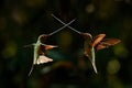 Bird fight with swords. Sword-billed hummingbird, Ensifera ensifera, bird to have a bill longer than the rest of its body. Bird in Royalty Free Stock Photo