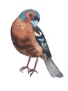 Bird Finch with a blue-orange face Royalty Free Stock Photo