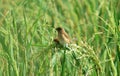 Bird finch - Little bird in the field