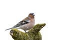 The bird is a Finch standing on a branch with moss on a white is Royalty Free Stock Photo