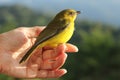 Bird On Finger Royalty Free Stock Photo