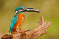 Bird with fish. Bird Common Kingfisher with fish in bill. Beautiful orange and blue bird sitting on the tree trunk. Bird with fish