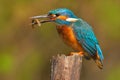Bird with fish. Bird Common Kingfisher with fish in bill. Beautiful orange and blue bird sitting on the tree trunk. Bird with fish