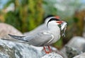 The Common Tern Sterna hirundo. Royalty Free Stock Photo