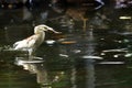 Bird with fish Royalty Free Stock Photo