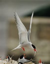 Bird with fish in mouth