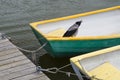 Bird in fisherman boat tied at dock