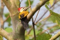 Bird Flameback striking a pose Royalty Free Stock Photo