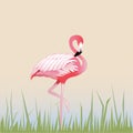 Bird flamingo