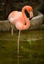 Bird flamingo