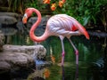 Ai Generated illustration Wildlife Concept of Bird flamingo Royalty Free Stock Photo