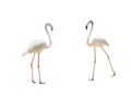 Bird flamingo walking on a white background Royalty Free Stock Photo