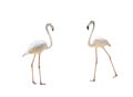 Bird flamingo walking on a white background