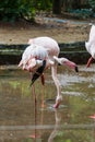 Bird,Flamingos Royalty Free Stock Photo