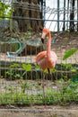 Bird,Flamingos Royalty Free Stock Photo