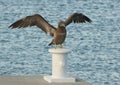 Bird flapping its wings Royalty Free Stock Photo