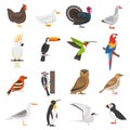 Bird Flat Color Icons Set