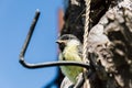 Bird fledgeling hollow nature environment pollution Royalty Free Stock Photo