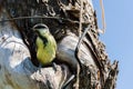 bird fledgeling hollow nature environment pollution