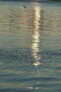 Bird flies above reflections on water during sunset Royalty Free Stock Photo