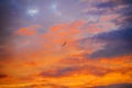 The bird flies in a beautiful colorful sunset sky with clouds colored in orange and blue light Royalty Free Stock Photo