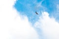 Bird flies in the blue sky with clouds Royalty Free Stock Photo
