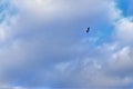 The bird flies in the blue sky among the clouds Royalty Free Stock Photo