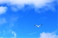 The bird flies in the blue sky among the clouds Royalty Free Stock Photo