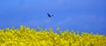 Bird flies over the fields of canola, yellow, spring fields