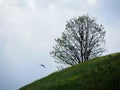 Bird flies towards a tree against cloudy sky. The hill with gras Royalty Free Stock Photo