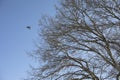 Bird flies from tree. Tree branches Royalty Free Stock Photo