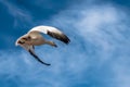 Bird in flight against a blue sky at Bosque del Apache National Wildlife Refuge. Royalty Free Stock Photo
