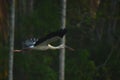 Bird on flight asian open bill Royalty Free Stock Photo
