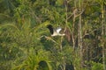Bird on flight asian open bill Royalty Free Stock Photo