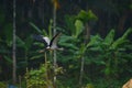 Bird on flight asian open bill Royalty Free Stock Photo