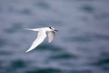Bird in flight - Back-naped Tern Royalty Free Stock Photo